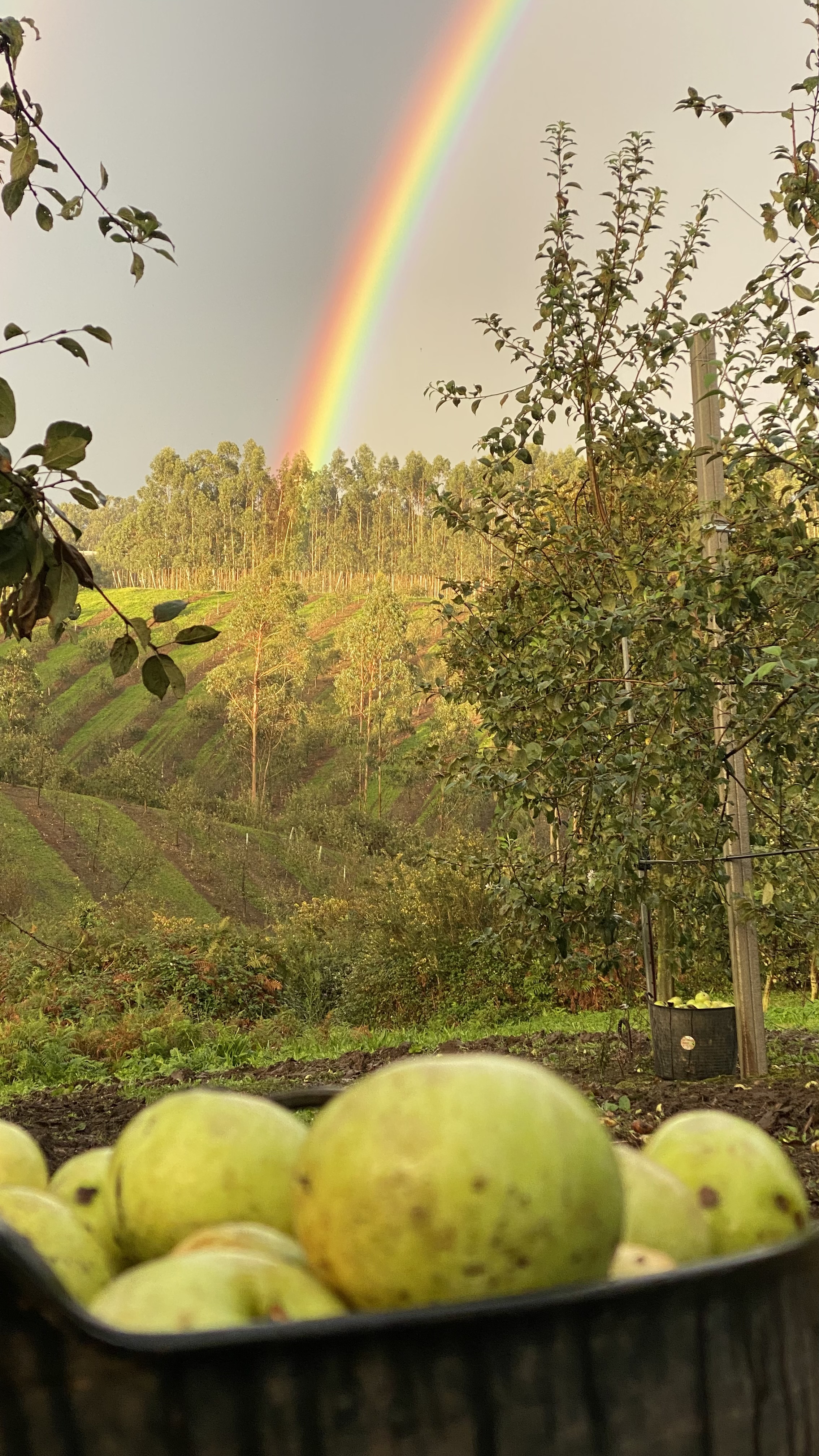 Limpieza de manzanas