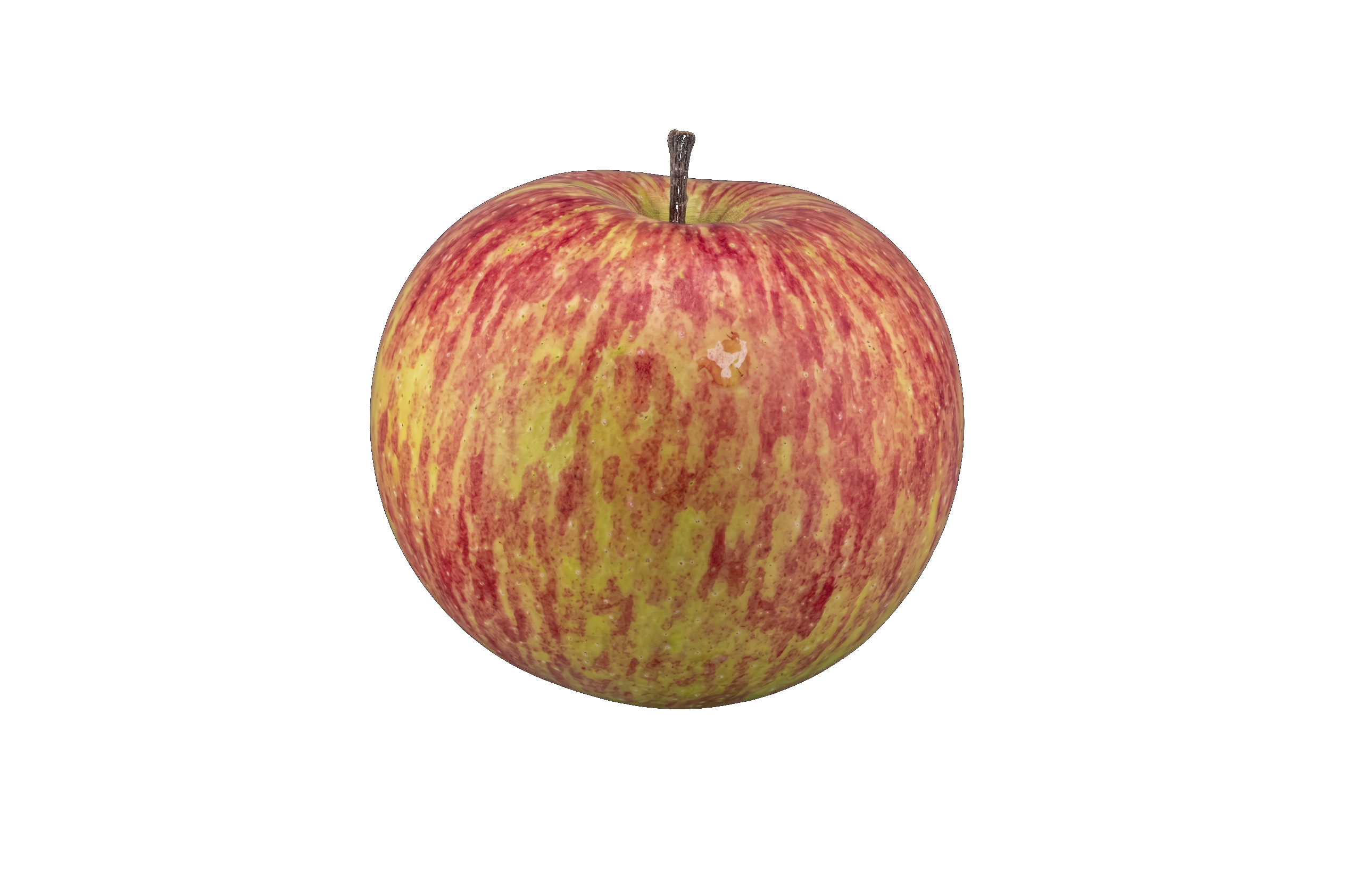 Bulmer's Foxwhelp